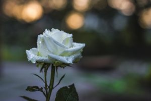 优质采电子招标投标与采购平台招标项目管理界面，酒红色主题现代化数字采购系统列表页，采购负责人在宽屏显示器前操作